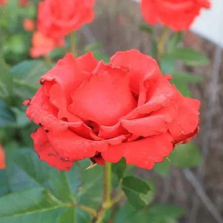 Merhaba 3*