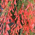 Merhaba 3*