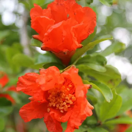 Maison d'hôtes Merhaba Çıralı