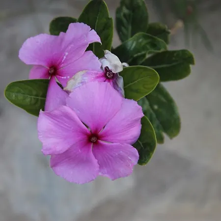 Merhaba 3* Çıralı